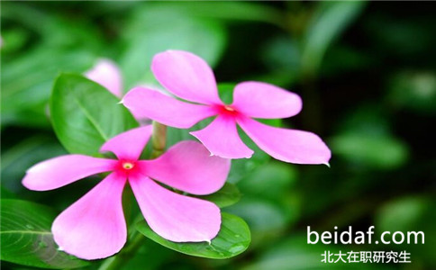 報考北京大學在職研究生需要復試嗎